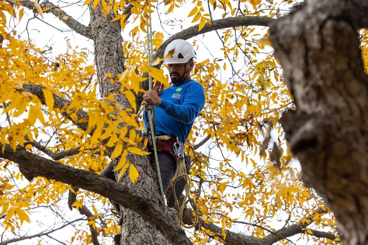 Skilled Tree Planting crew working in Brownstown